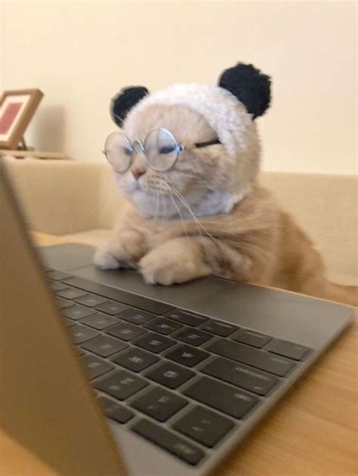 a busy cat