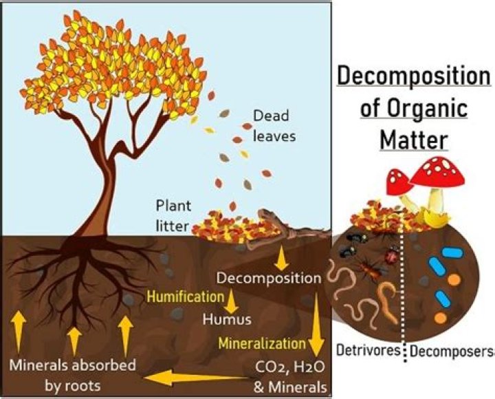 decomposition