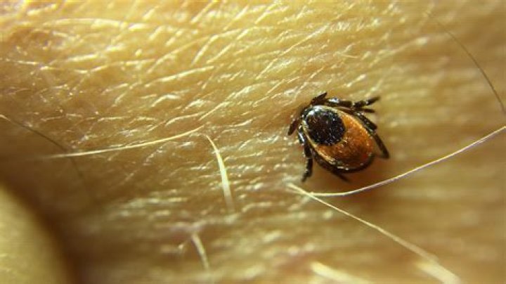 What's Tick effect? [duplicate]